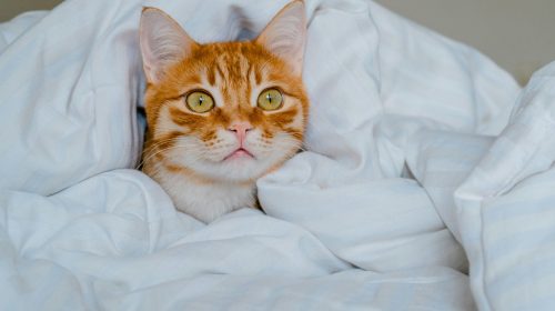 Duvet Day